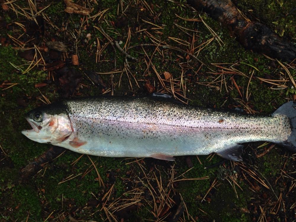 ขออภัยหายไปหาปลากินมาครับ ไปเทสบ่อเสียตัง จัดrainbow trout มา1แล้วสดๆ รอชมกระทุ้หน้านะคราบบบ...