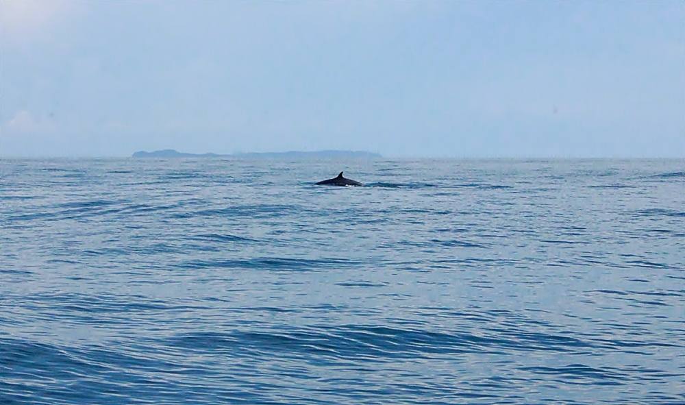 ประสบการณ์ดีๆ ที่ไม่เคยเจอเลยสำหรับผมคือ "วาฬบลูด้า" ครับ ขึ้นกินฝูงลูกปลาเล็ก โดยการดูดจนน้ำเป็นว