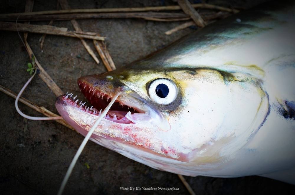 .......... ถล่ม Gang เบี้ยว กระสูบ !! น้ำใหม่ Chaophaya River Red  