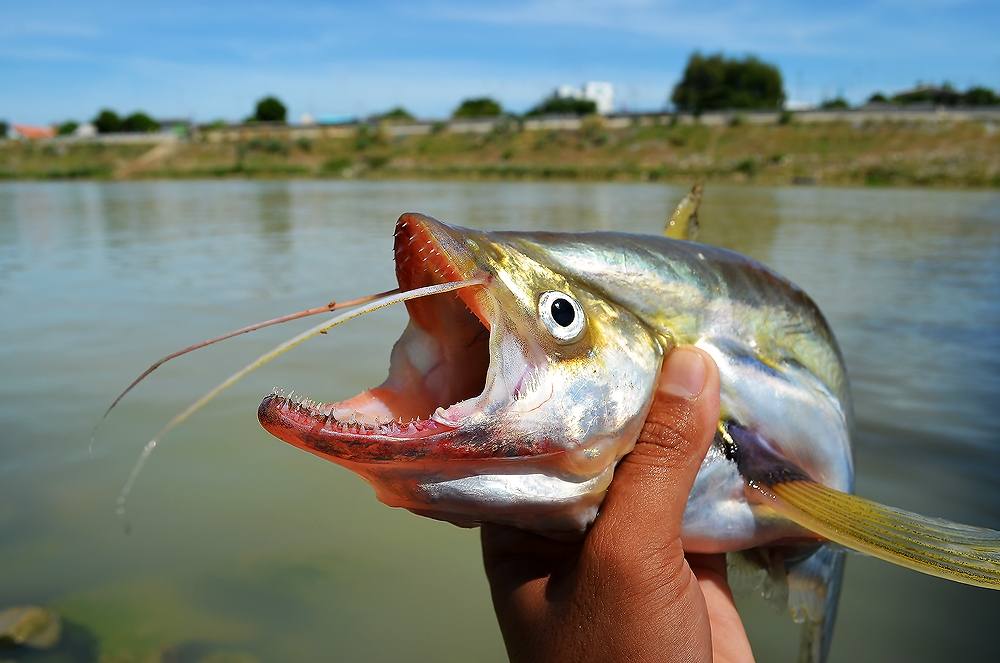 


 [b]TWISTED - JAW SHEATFISH  Chaopraya River[/b]  :love:


ตกปลาเบี้ยวเจ้าพระยา...โปรดไว้ใจ