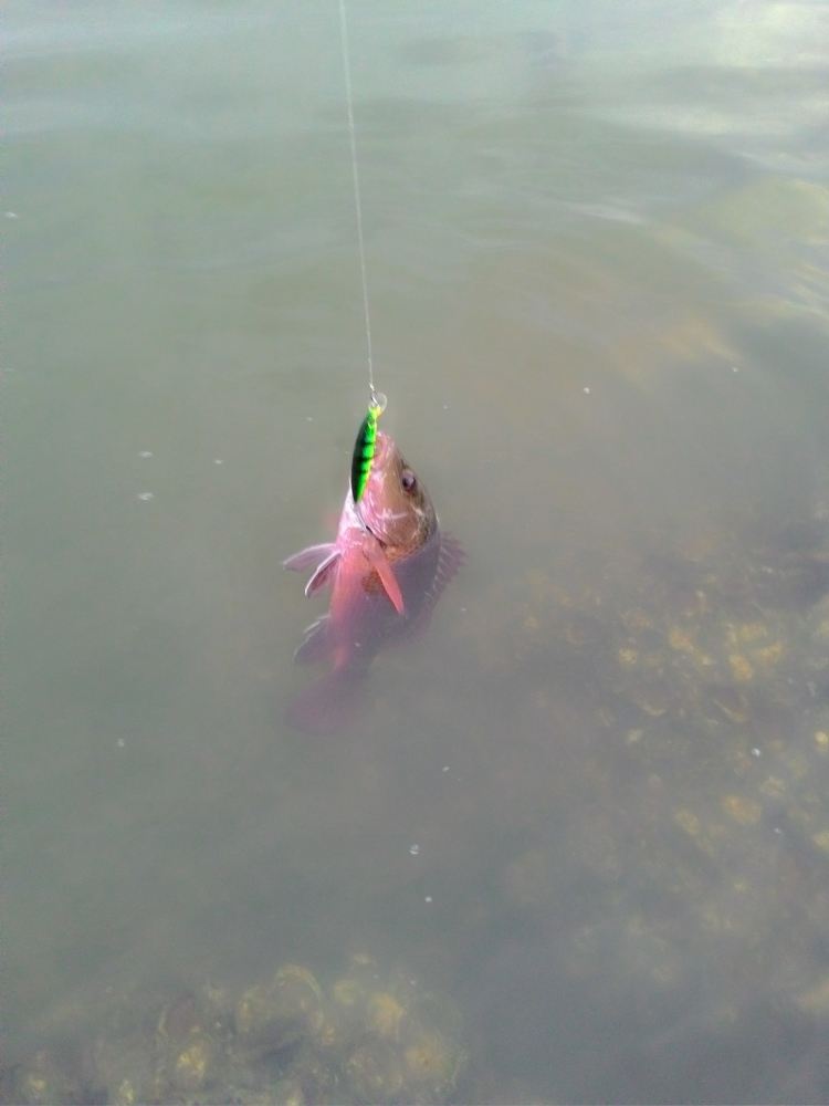 พร้อมนะ... :grin: :grin: