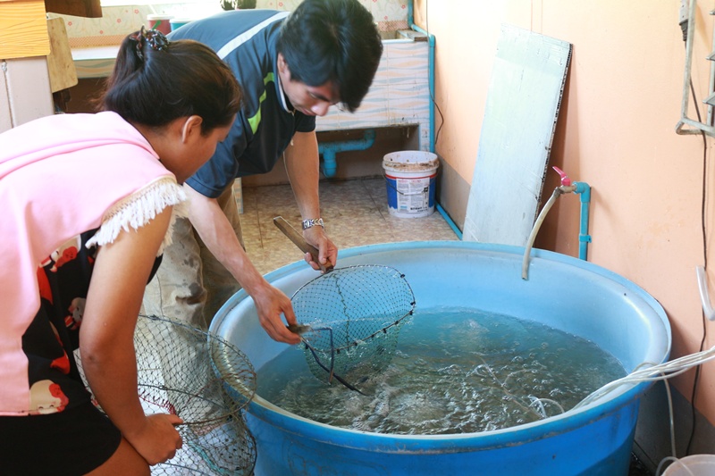 คัดกุ้งไซร์ใหญ่ๆ ให้ลูกค้าตก