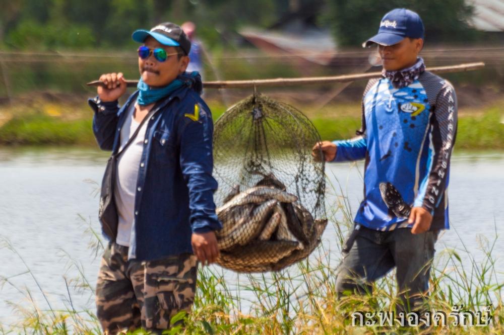 กะพงองครักษ์ ทริปนี้ต้องหาม