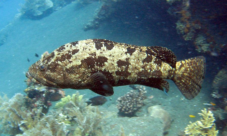  [b]จากวิกิพีเดีย สารานุกรมเสรี


ปลาเก๋าเสือ

สถานะการอนุรักษ์
ใกล้ถูกคุกคาม (IUCN 3.1)[1]
 
