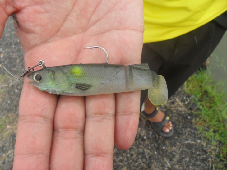 ตอนเย็นหลังจากกินข้าว ผมก็มาลองปลายาง DAM เหยื่อตัวนี้ฝรั่งจะใช้ตกปลาไพค์
บ้านเราคงไม่พ้นกะพงบ่อ  :