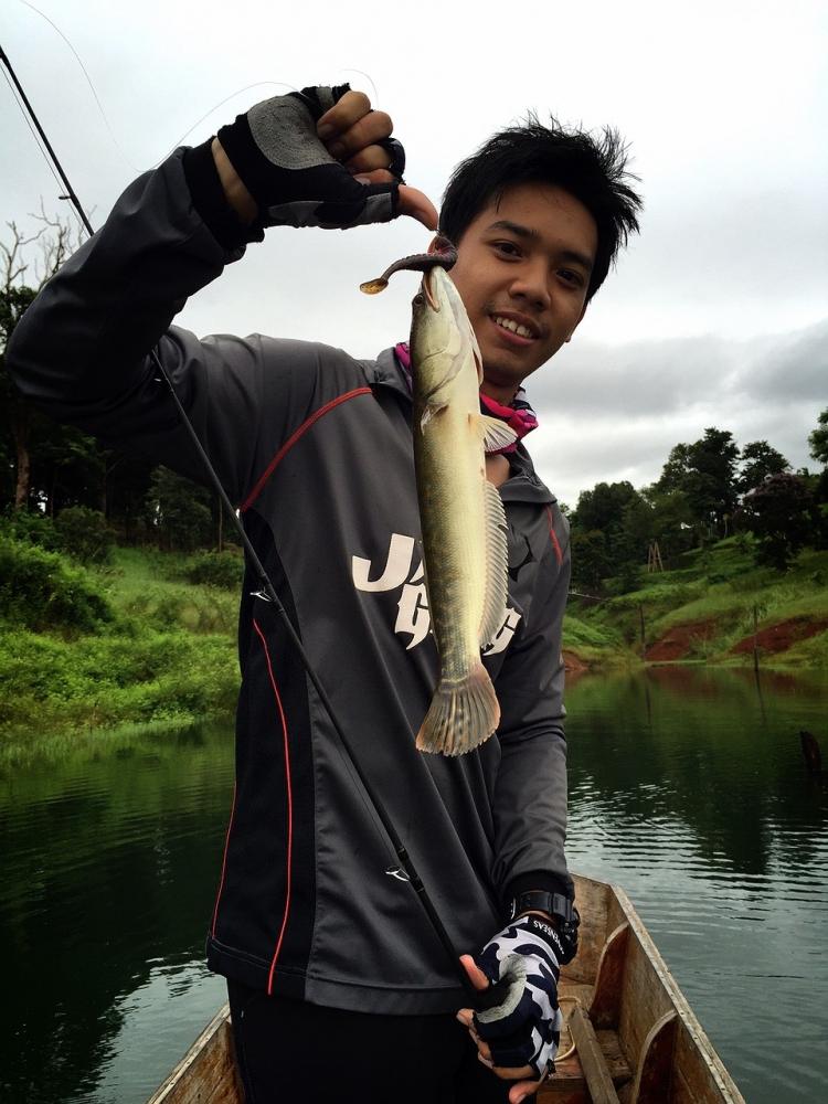 วันนี้ปลาหายากหน่อยครับ. ชะโดน้อยกัดเหยื่อ Geecrack gyro star แบบno sinker rig
