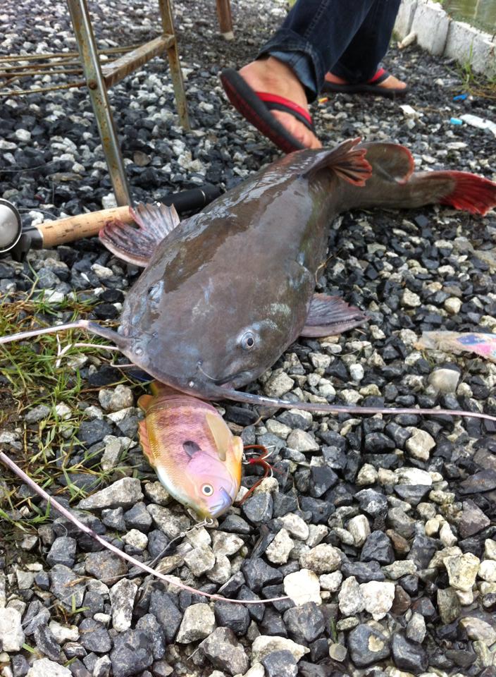 Swimbait,in the pouring rain