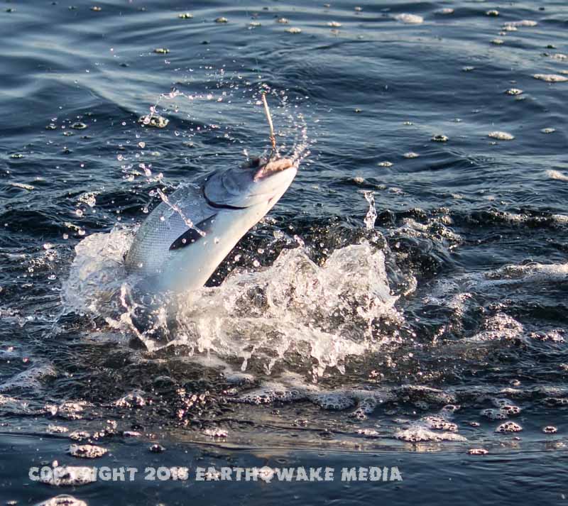 Fish food: The chrome was hungry for spoons.