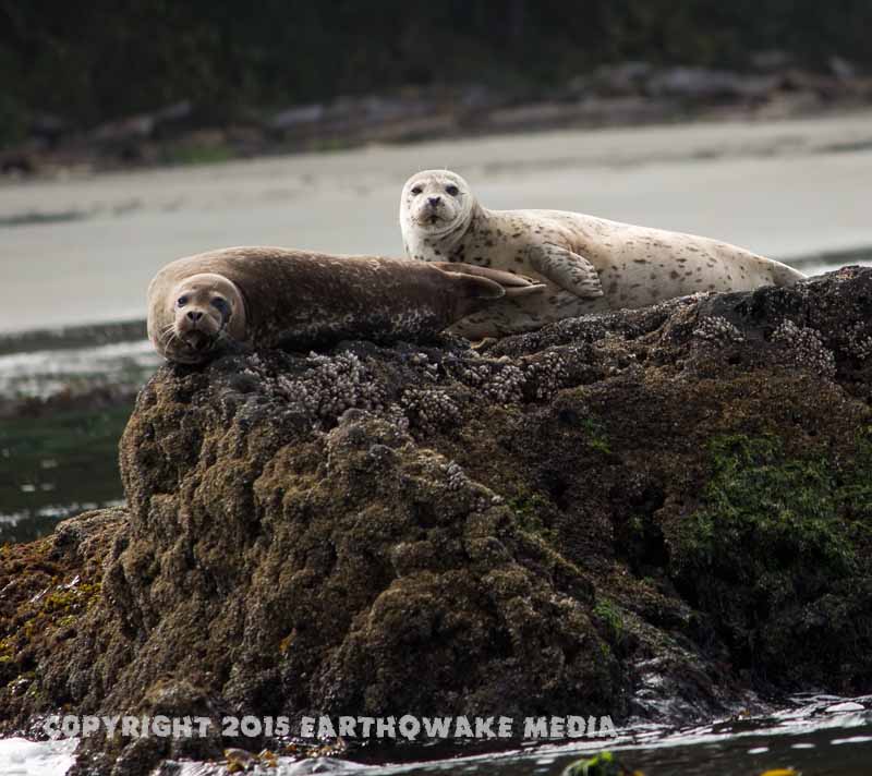 The seals watched us catch fish