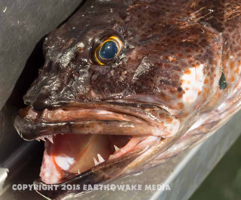 We caught many Sea Snakehead too! :grin: