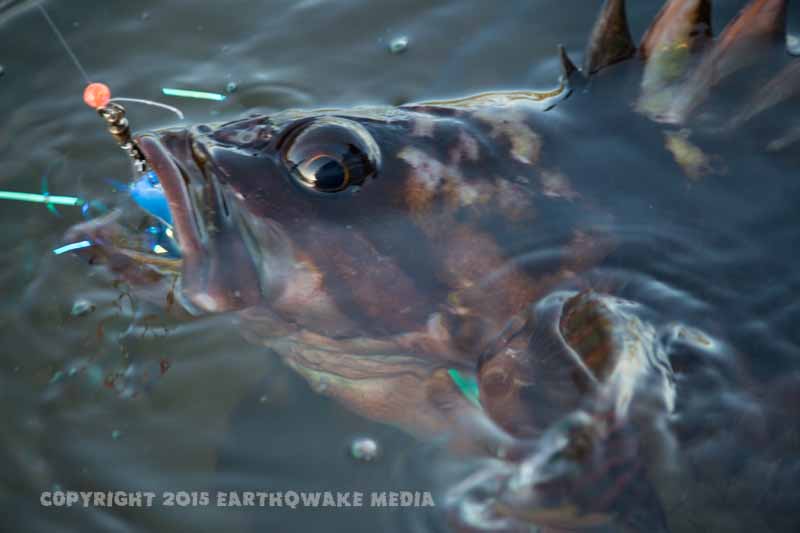 Rock fish are yummy