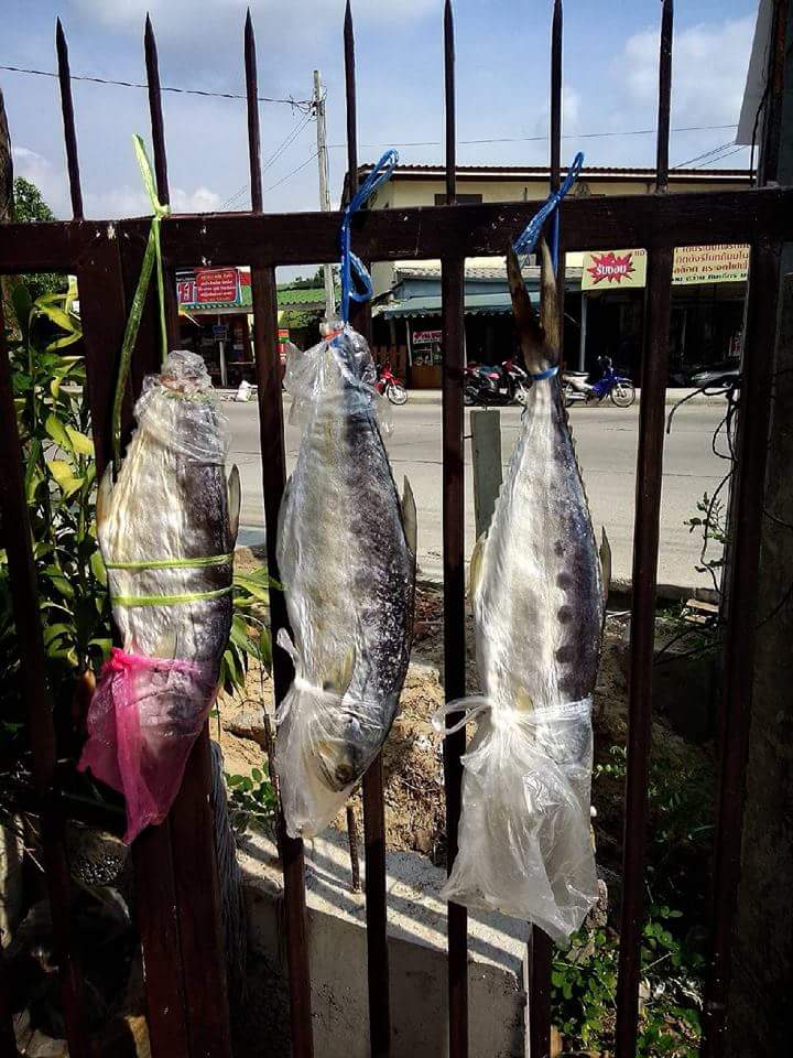 นำไปตากแดดแรงๆซัก2แดดให้ปลาแห้ง ขณะตากเอาถุงสวมหัวกันแมลงวันไปไข่ หากพบว่าหนังปลาบวมๆให้เอาขวดกลิ้งห