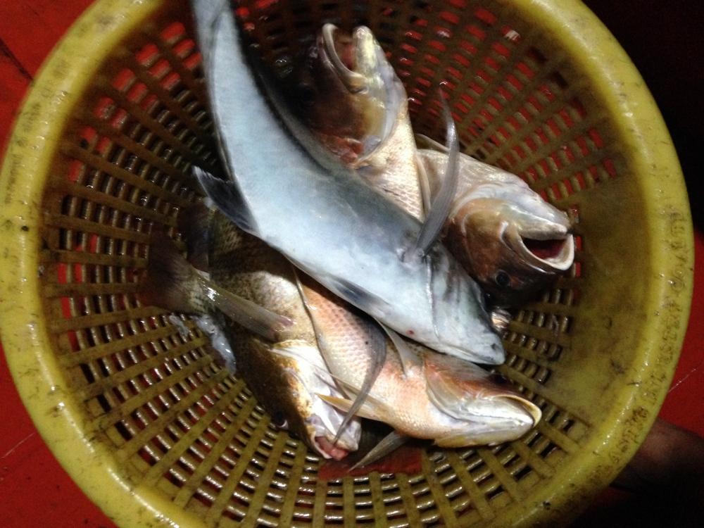 สำรวจประชากร 