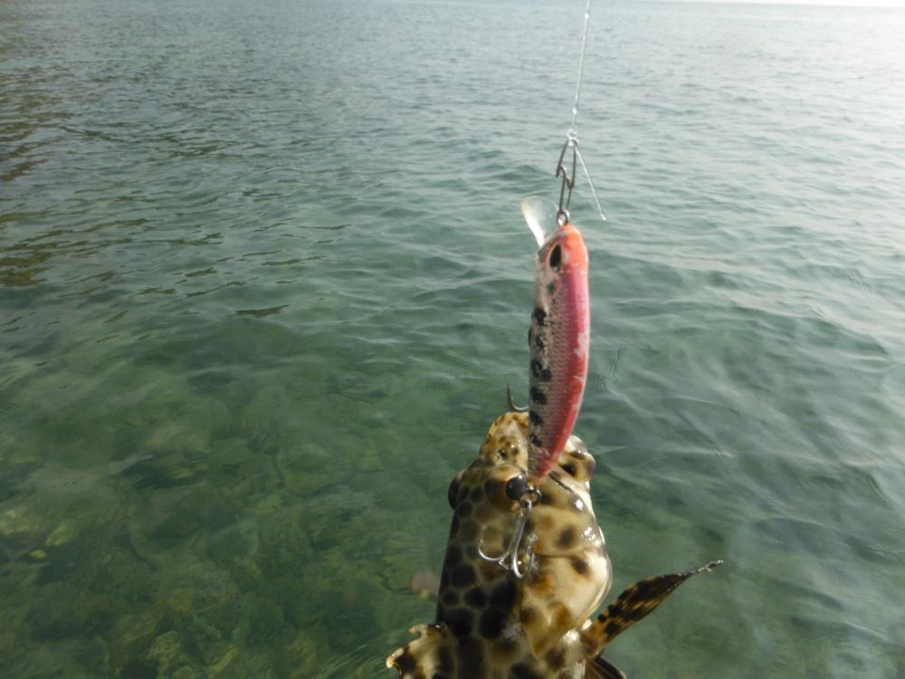 ตกบ่ายครับ

น้ำเริ่มลง  ลองไปตีปลาเก๋าต่อ

ปลาเก๋าตุ๊กแก กัด 
 [b]DUO SpearHead Ryuki50S Pink Y