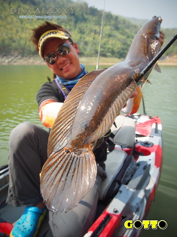  [center] [b] Rod: Geecrack DD Galaxxy Wildcard 69MH 12-20lbs

งามๆๆๆ  [/b][/center]