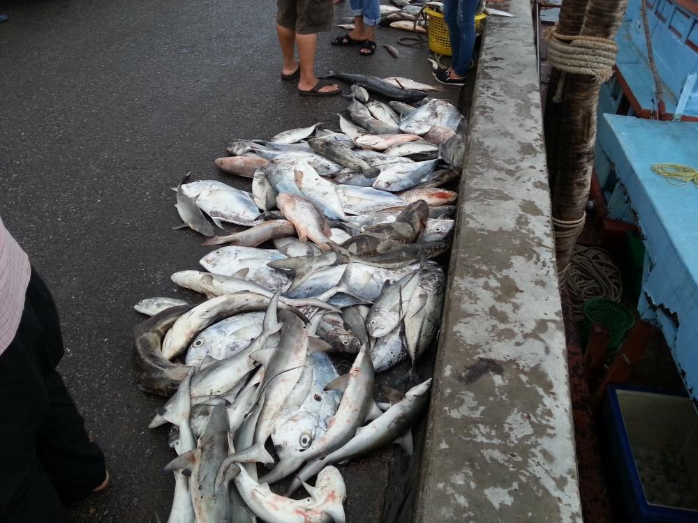 พอดีเรือมาจอด ปลาของชุดน้าๆก่อนที่ผมจะลงครับ เห็นว่ามาจากกาญจนบุรี ผิดถูกยังไงต้องขอโทษด้วยนะครับ