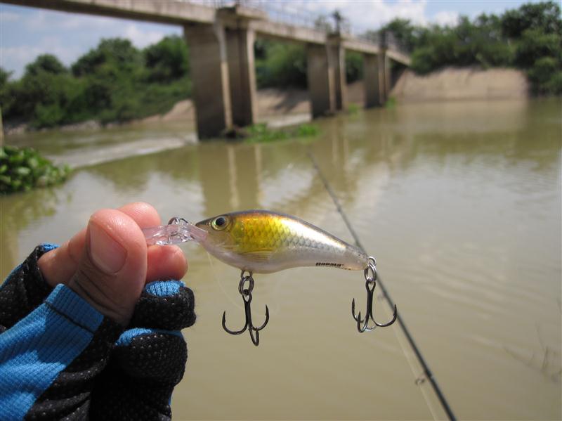                                          [b]ตัวหมานของผม RAPALA MAXRAP  FATSHAD[/b]