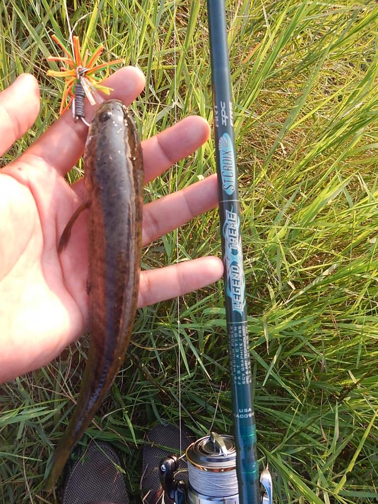 
 [center]ขนาดด้ามคันเบ็ด โหดไปมั๊ย เจอคัน 
St.croix LEGENDXTREME SPINNING ROD LXS76MF2 6 - 12[/ce