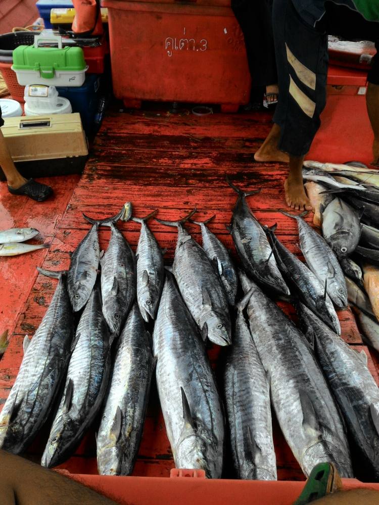 อินทรีย์เยอะพอที่จะทำข้าวต้มกะทอดกินในเรือกันสบายเลยครับ  ปลารวมแบ่งก่องครับ  อินทรียนาทีทอง :) :gri