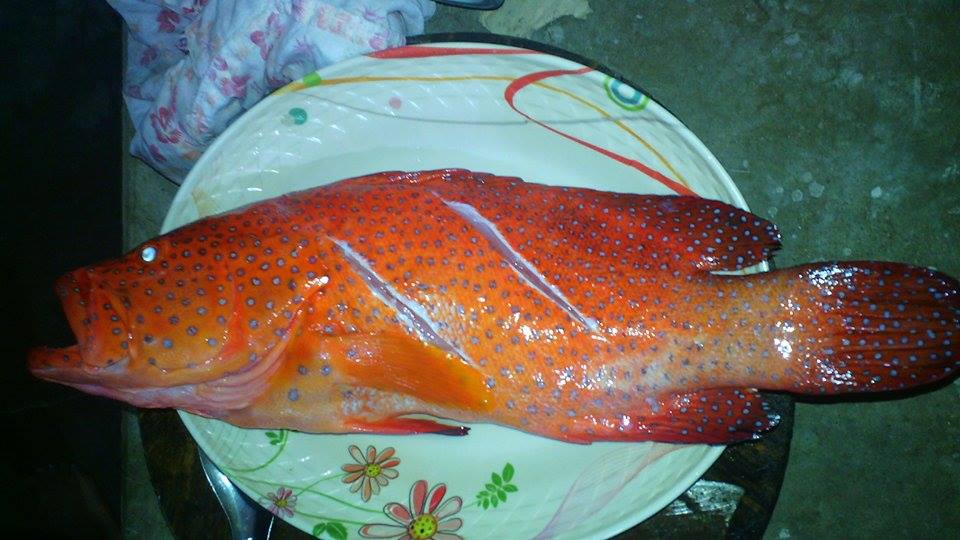 กลับเข้าฝั่งคับ ตกแล้วกินจะได้ไม่บาป 555