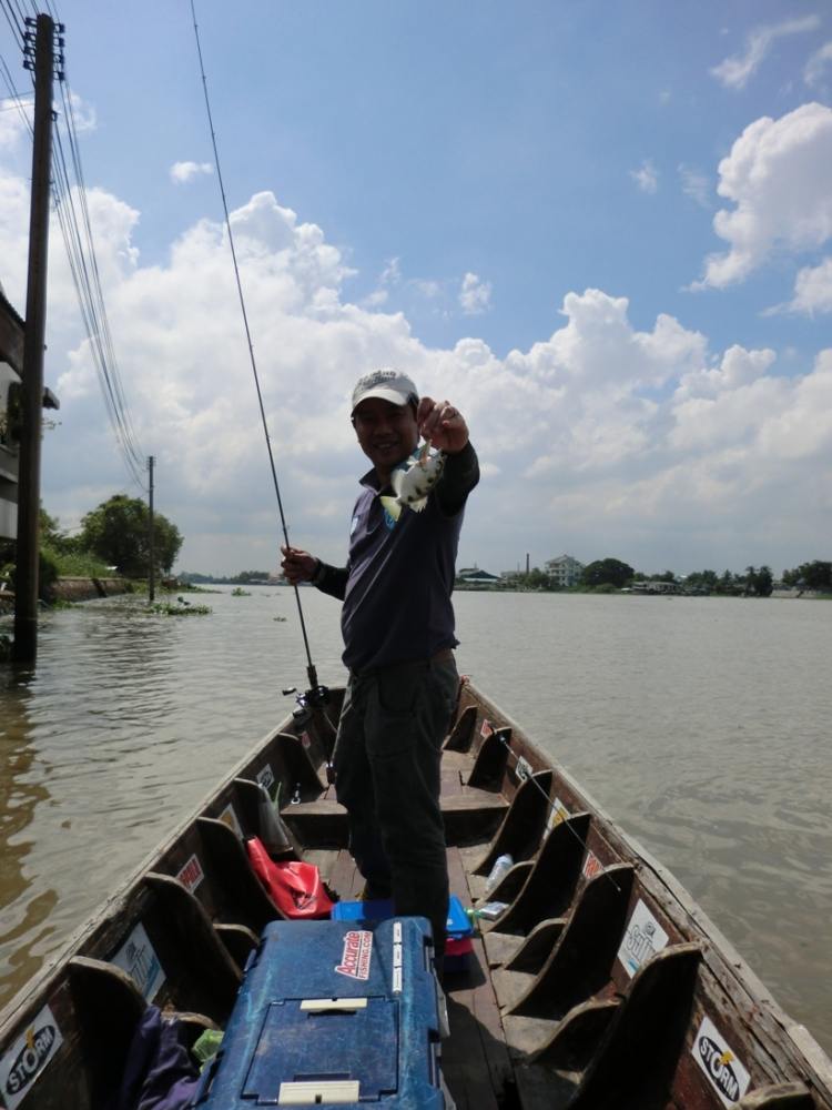  [center]ลอยเรือถัดๆ มาอีกหน่อย
เหยื่อตัวเดิม โยนตกน้ำแปะ พี่เสือวิ่งมาคาบทันที

จิ๊กโก๋ประจำแม่น