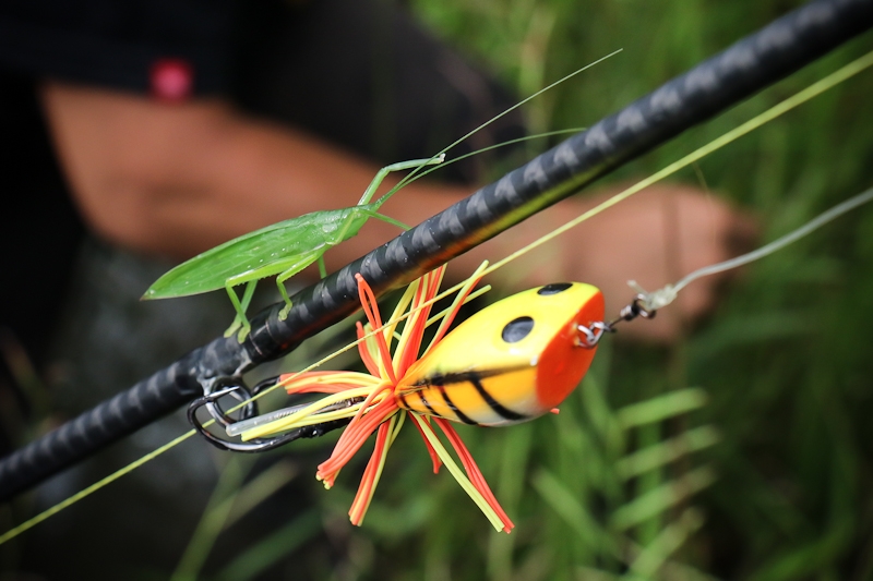  [center] [b] 

เพื่อนร่วมทางง

Lure: Mahseer Tackle Gotto Jump Frog 5.5cm. [/b][/center]