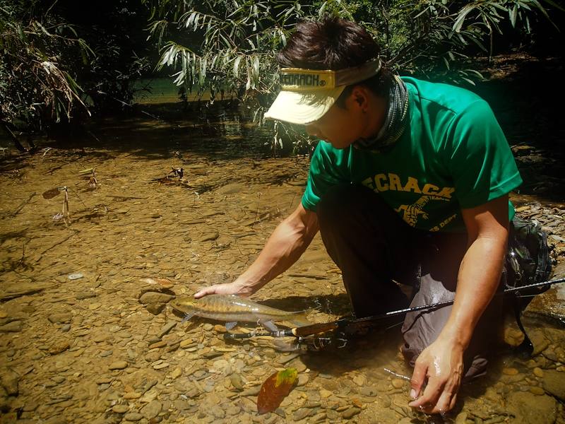  [center] [b] 
การตกปลาพลวงแบบ Catch and Release
เป็นการสร้างแนวทางการอนุรักษ์ปลาทั้งทางตรงและทางอ