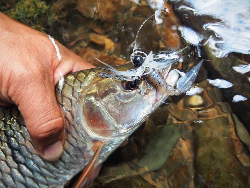  [center] [b] 
Leaf Shrimp บวก จิ๊กพู่ยาง อีกเทคนิคหนึ่งที่ได้ผลดี


Lure: Geecrack Leaf Shrimp 