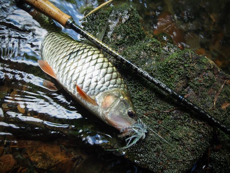  [center] [b] 

Rod: Geecrack DD Galaxxy Marionette 64L 3-8lbs

Lure: Geecrack Leaf Shrimp 2.8"