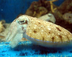 จะหานางฟ้าเราต้องศึกษากันก่อนครับ
cr. pantip

หมึกกระดอง : Rainbow cuttlefish (Sepia pharaonis)  