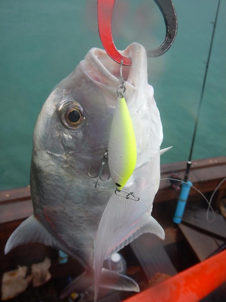 
 [center][b]LURE : TACKLE HOUSE SINKING SHAD 70 mm 13g[/b][/center]

