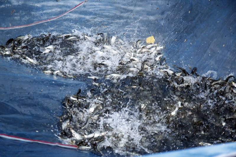 กิจกรรม ปล่อยพันธุ์ปลา "น้ำใจจากชาวสยามฯ สู่สายน้ำของแผ่นดิน ปี 58"