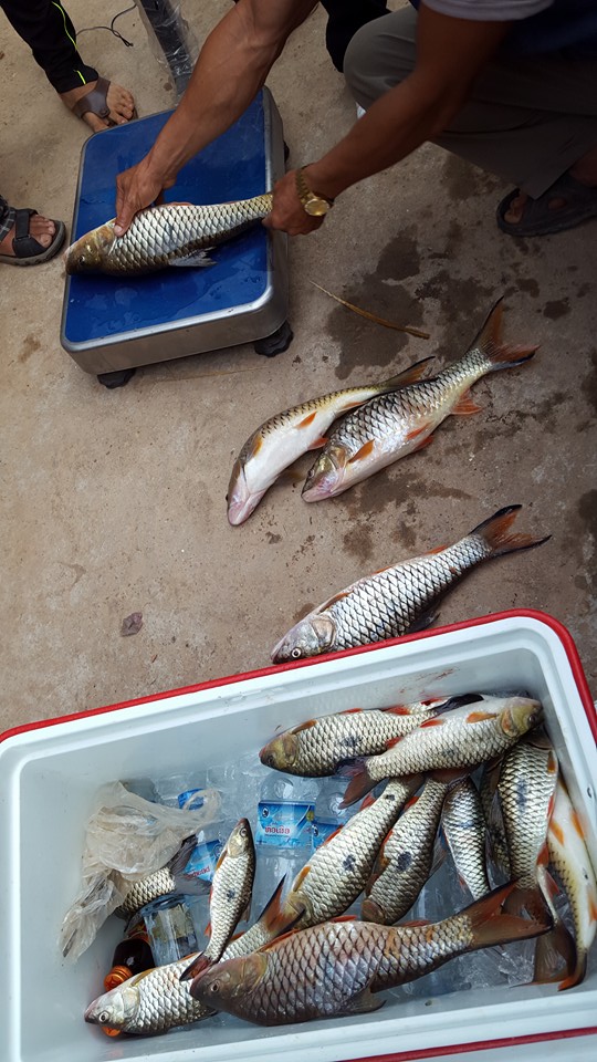 ได้ข่าวมาว่าทีมแรก ได้เป็นร้อยตัวเลยครับ