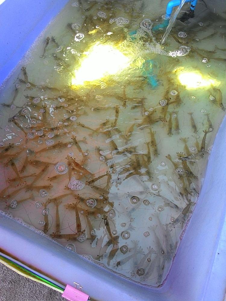เจอร้านกุ้งเป็นก็อดใจไม่ได้ซื้ออีก  :laughing: :laughing: :laughing: :laughing: