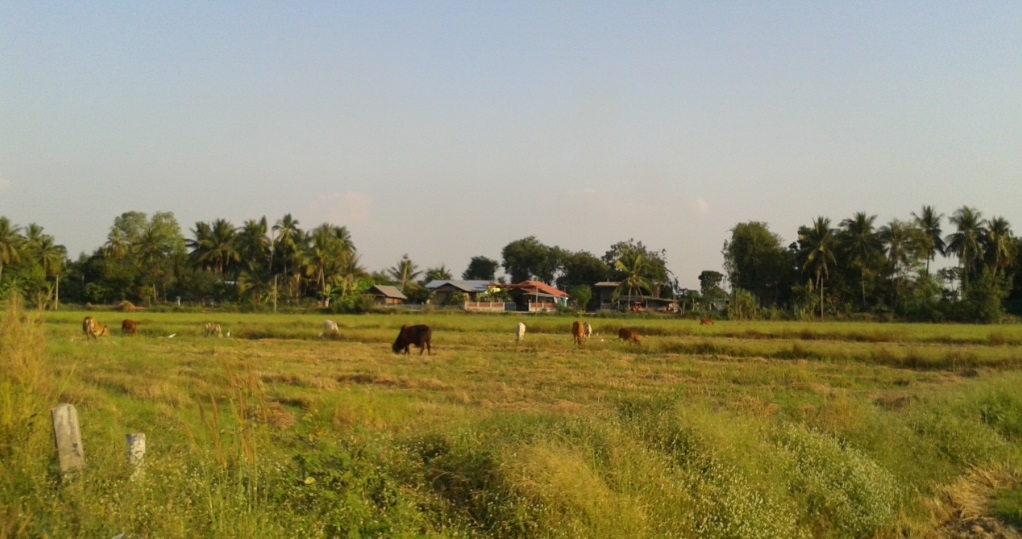 บรรยากาศบ้านทุ่งครับ เห็นแล้วสดชื่นสดชื่น อีกไม่กี่วันต้องกลับมาทำงานในเมื่องที่ว่นวานอีกละ