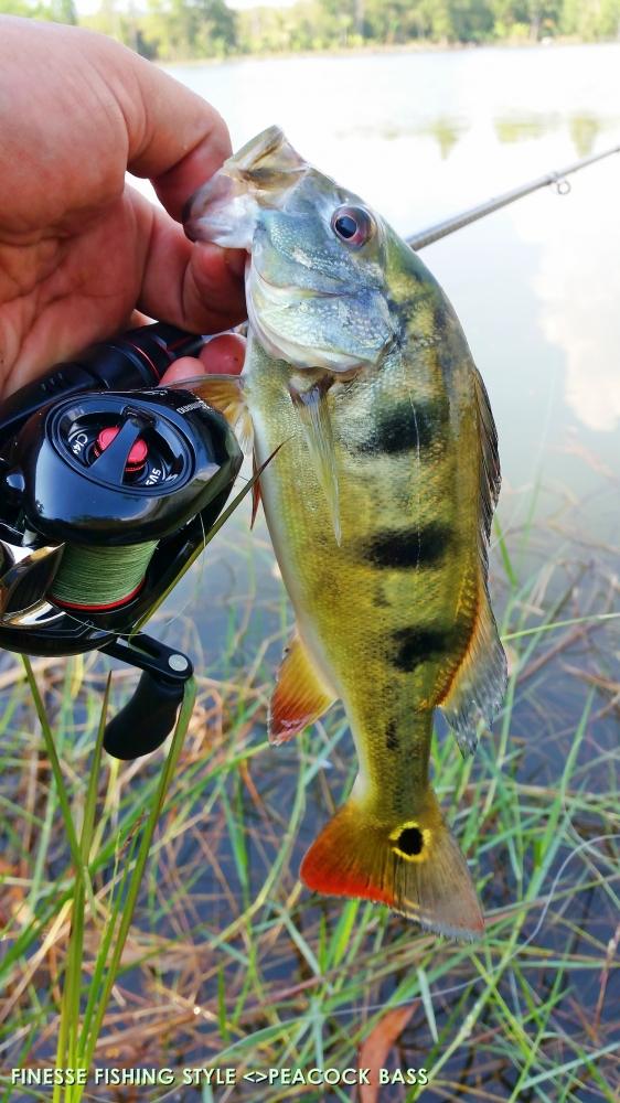 Finesse Fishing ความสนุกอีกรูปแบบหนึ่ง กับปลา BASS 