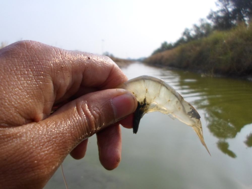 กุ้งตัวแรกเป็นกุ้งขาวครับ  เวลางมต้องเอาปากคาบกล้องไปด้วยครับ ไม่มีคนมาถ่ายให้ งมเองถ่ายเองครับ :gri