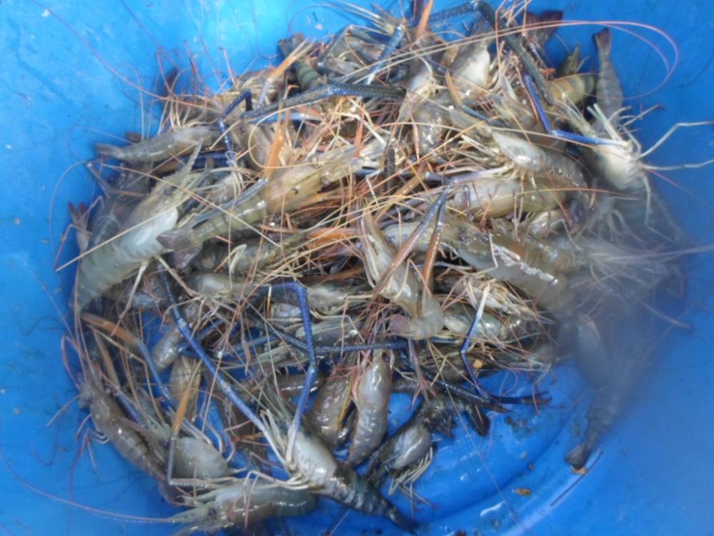 กุ้งที่ได้รอเช้าเมื่อนำกลับมาบ้านครับ :cheer: :cheer: :cheer: :cheer: