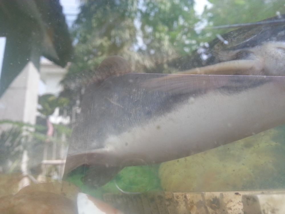 หลังเอาออก
