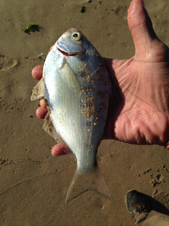 Silver Surfperch ครับตัวนี้ 