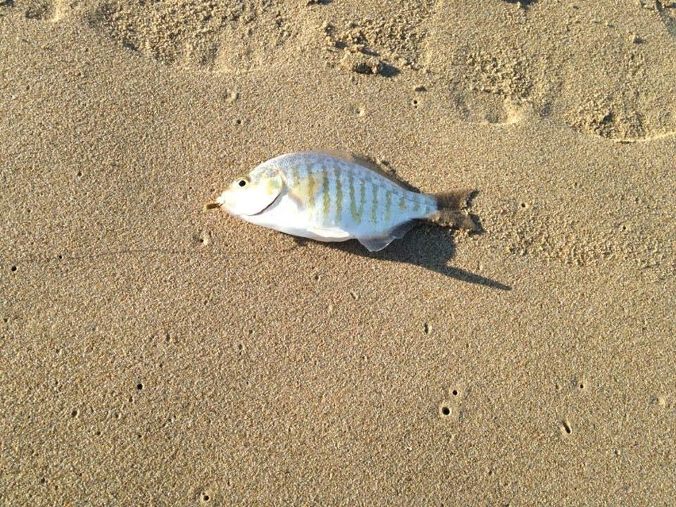 แบบนี้เรียก Barred Surfperch