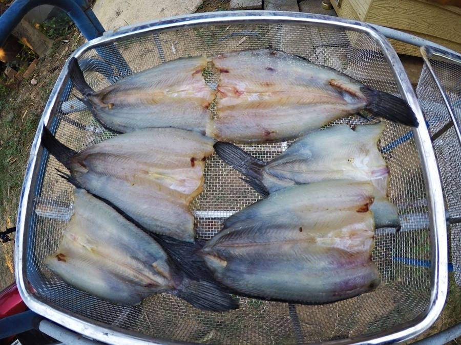 

 [center] [b]กลับบ้านแปรรูปปลาช่อนผ่าหลังทำปลาเค็มส่งไปให้พ่อที่ไร่ อยู่ที่ไร่ปลาช่อนไม่มีให้กิน