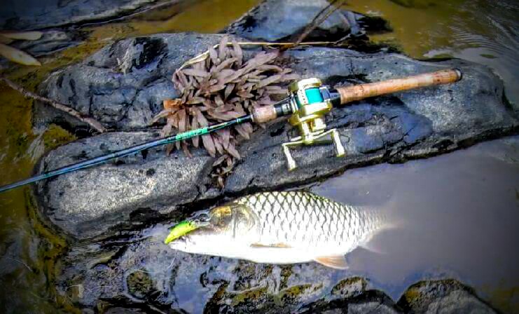 วันนี้จับพี่ใหญ่ครับ Evergreen Temujin The " Amazon Flip " TMJC-70XH 7'0" ฟุต 14-30lb เล็กๆไม่ให