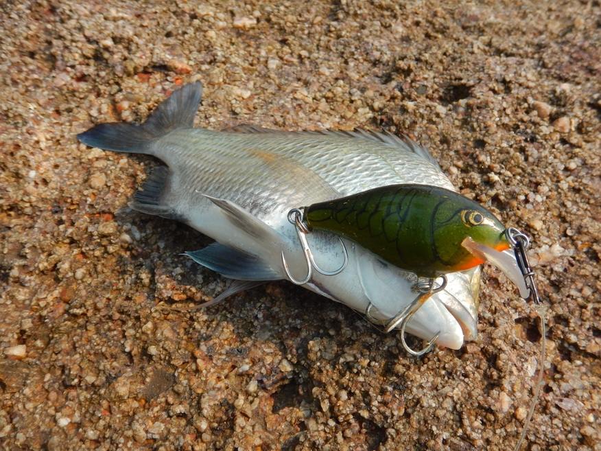 [q][i]อ้างถึง: fishingjoke posted: 22 ก.พ. 59, 23:17[/i]
 :cheer: :cheer: :cheer: :cheer: :cheer: :