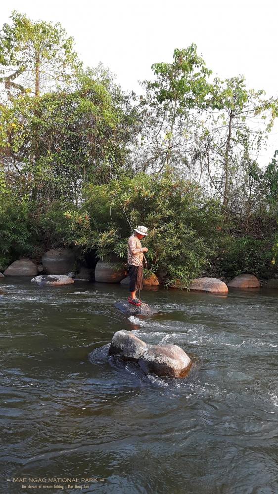 น้องจ้ะ ผู้ยึดมั่นใน fly fishing ลงทุนเดินฝ่ากระแสน้ำ ที่เชี่ยวกราดไปยืนบนหินกลางแม่น้ำ 
ภาพนี้ดูมุ