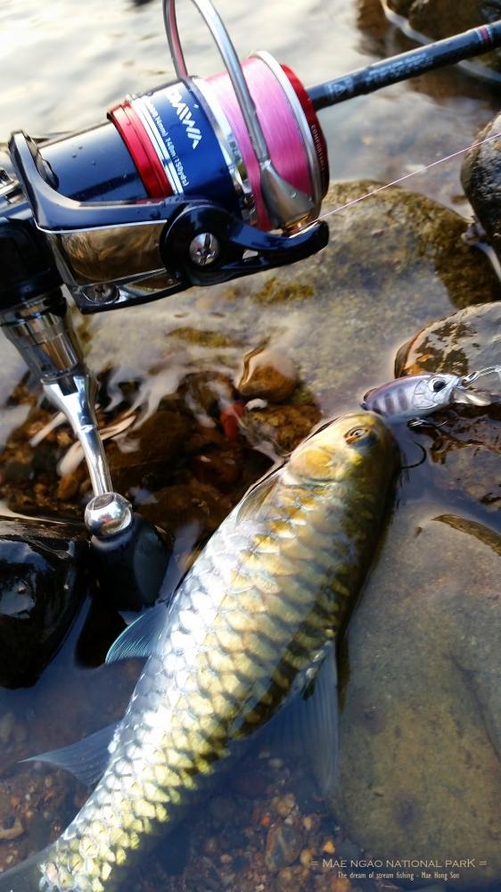 คัน UL สาย 0.6 lb ถูกเตรียมไว้รับสถานการณ์ 
ปลายสายเป็น ปลั้ก ประเภท Sinking ส่งไปยังจุดน้ำมวนตัวกล