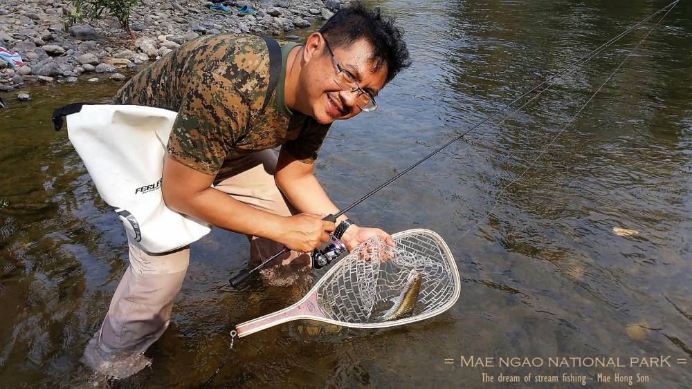 พลวงทอง ครับตัวเล็กๆ ต้องปลดอย่างนิ่มนวลนะครับ ข้อดีของสวิงตาข่ายซิลิโคน คือมันนิ่ม ปลาไม่ค่อยตื่นสว