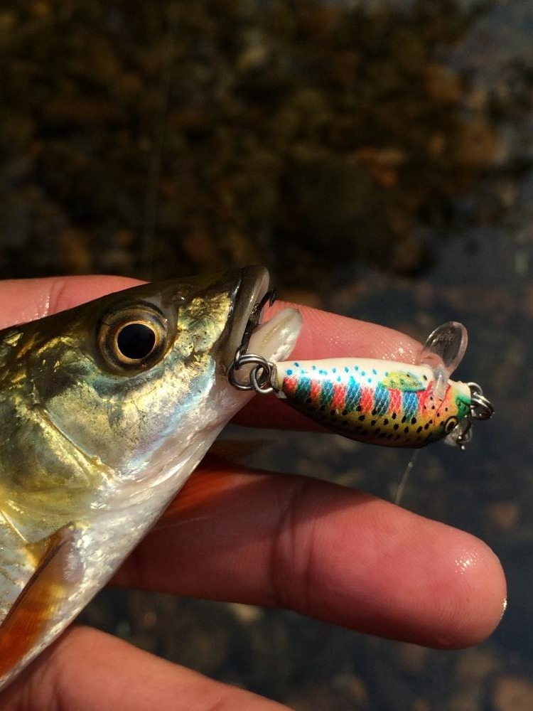 Rapala ul minnow