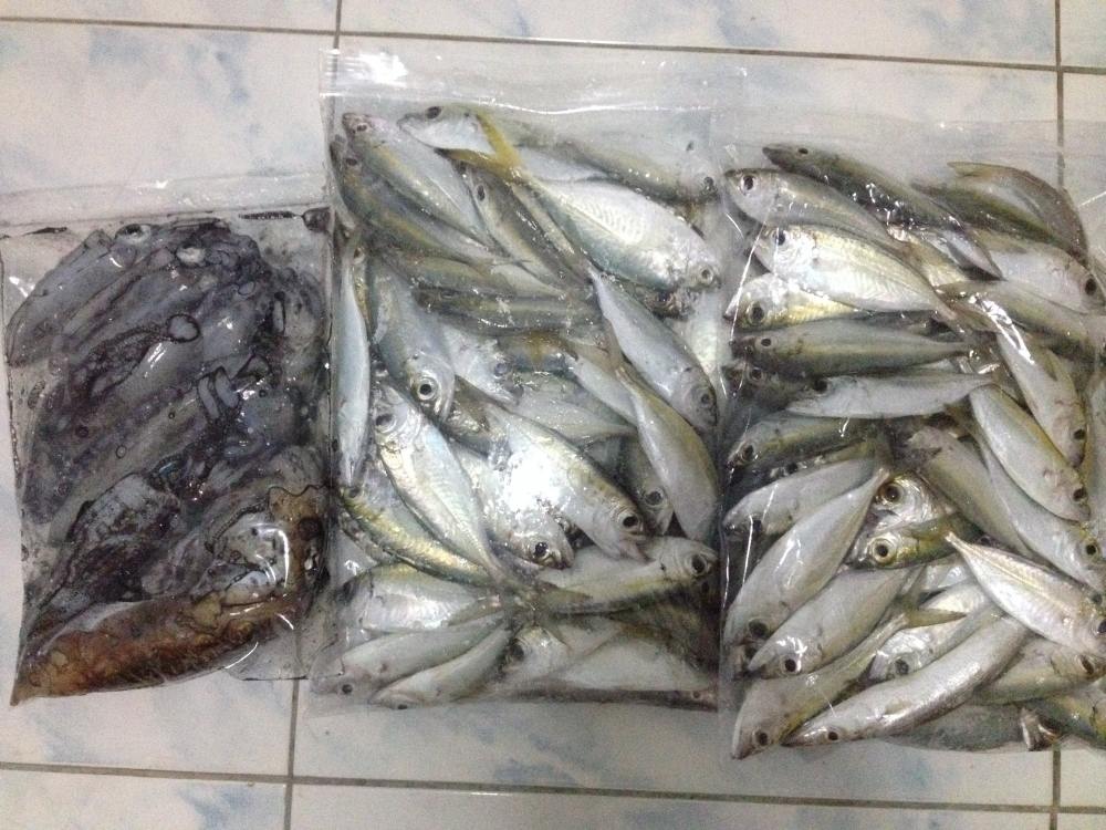 

ล้างสะอาดๆแพ้คถุงกันน้ำไหลเลอะเทอะฟรีสให้แข็ง สดเสมอครับ :ohh: