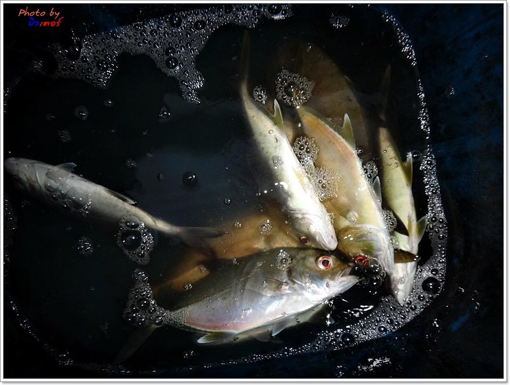 
ปลากินเบ็ดโสก เบอร์ 12-16  หลากหลายพันธ์ปลา

- กระมง ปลาทู ปลาเซ็กล่า ปลาเก๋า ฯ 
